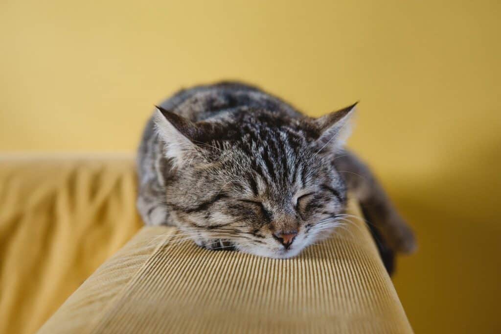 cute cat resting on back of sofa demonstrating cat friendly interior design ideas